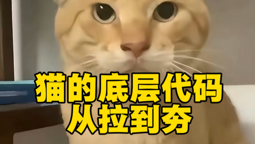 猫的底层代码从拉到夯