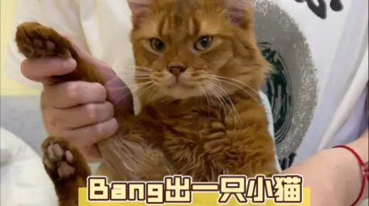 挑战给你bang出一只小猫