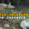 广东汕头一河道出现多头死猪，村干部：已消杀并掩埋处理，正调查来源，暂未对饮用水源有影响