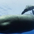 抹香鲸-能分泌“龙涎香”的鲸鱼，是如何在海洋中睡觉？觅食？一座座的海底大神！