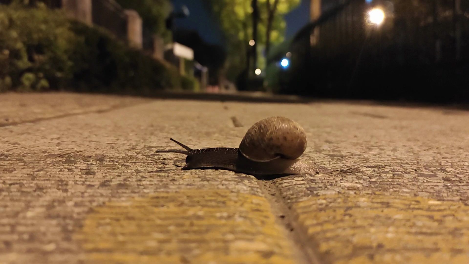 【空镜素材】城市街景和角落生物