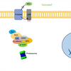 Wnt_β-Catenin Signaling Pathway _ Overview, Purpose and APC Mutations (480p