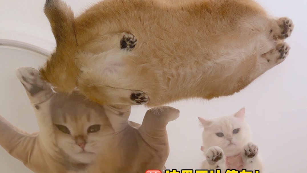蚊帐：早知道烂厂里！！