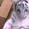小白虎