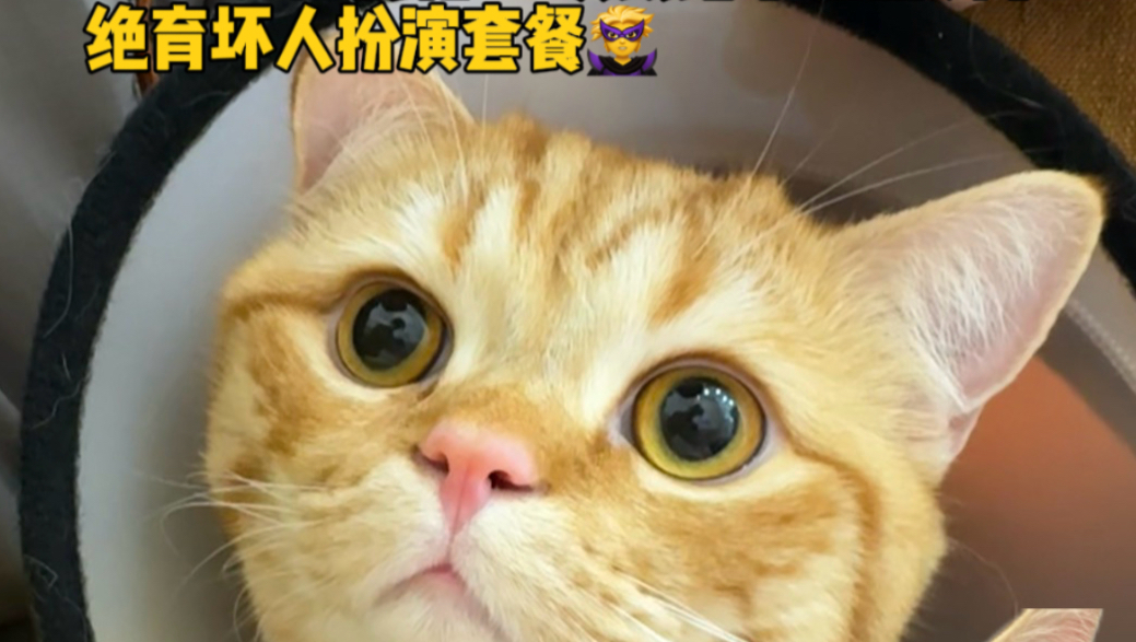 让我们恭喜又一只小猫失去了它的QQ