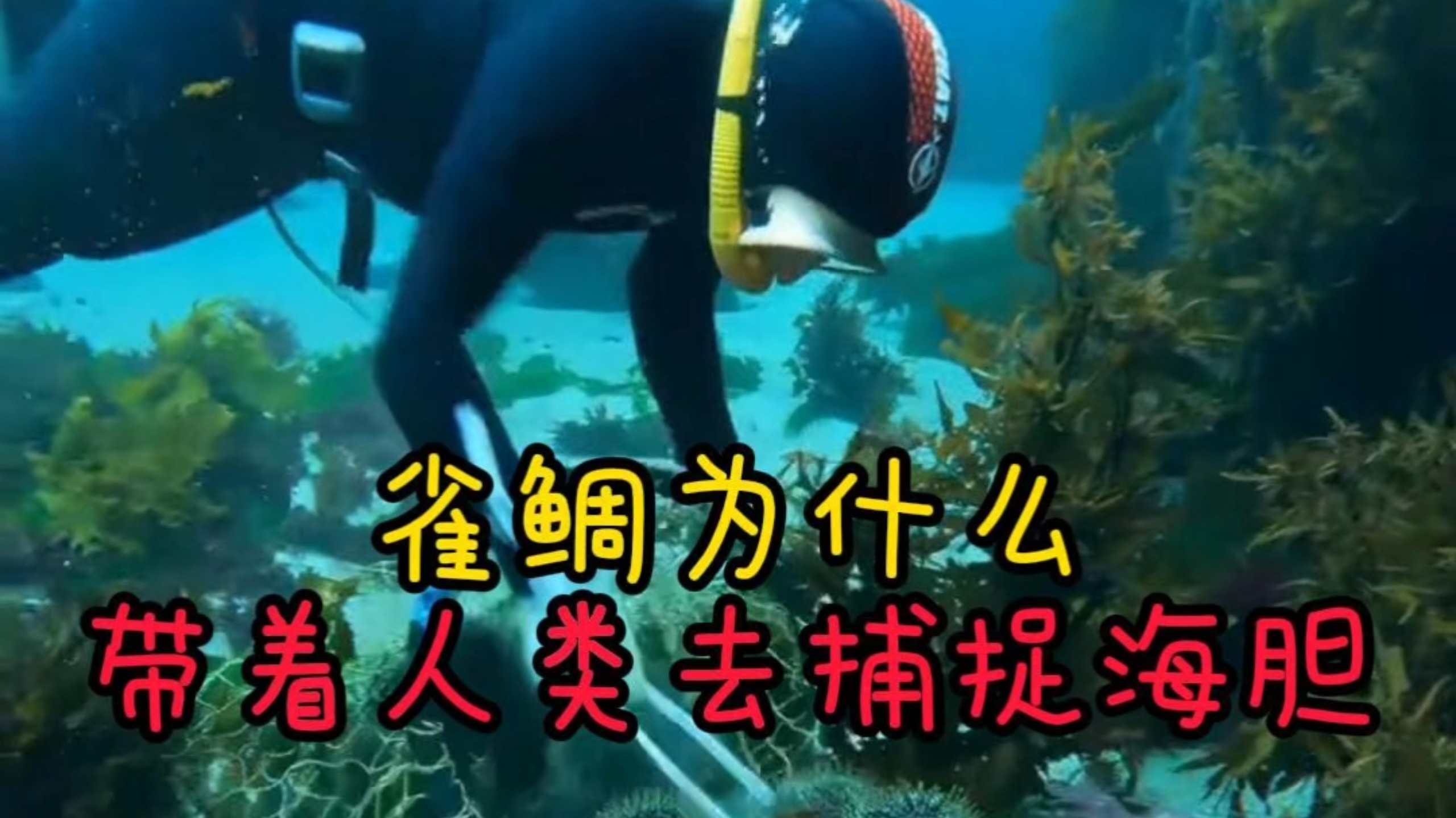 雀鲷为什么喜欢带着人类去捉海胆#海胆 #雀鲷鱼 #海洋动物 #雀鲷清理海胆