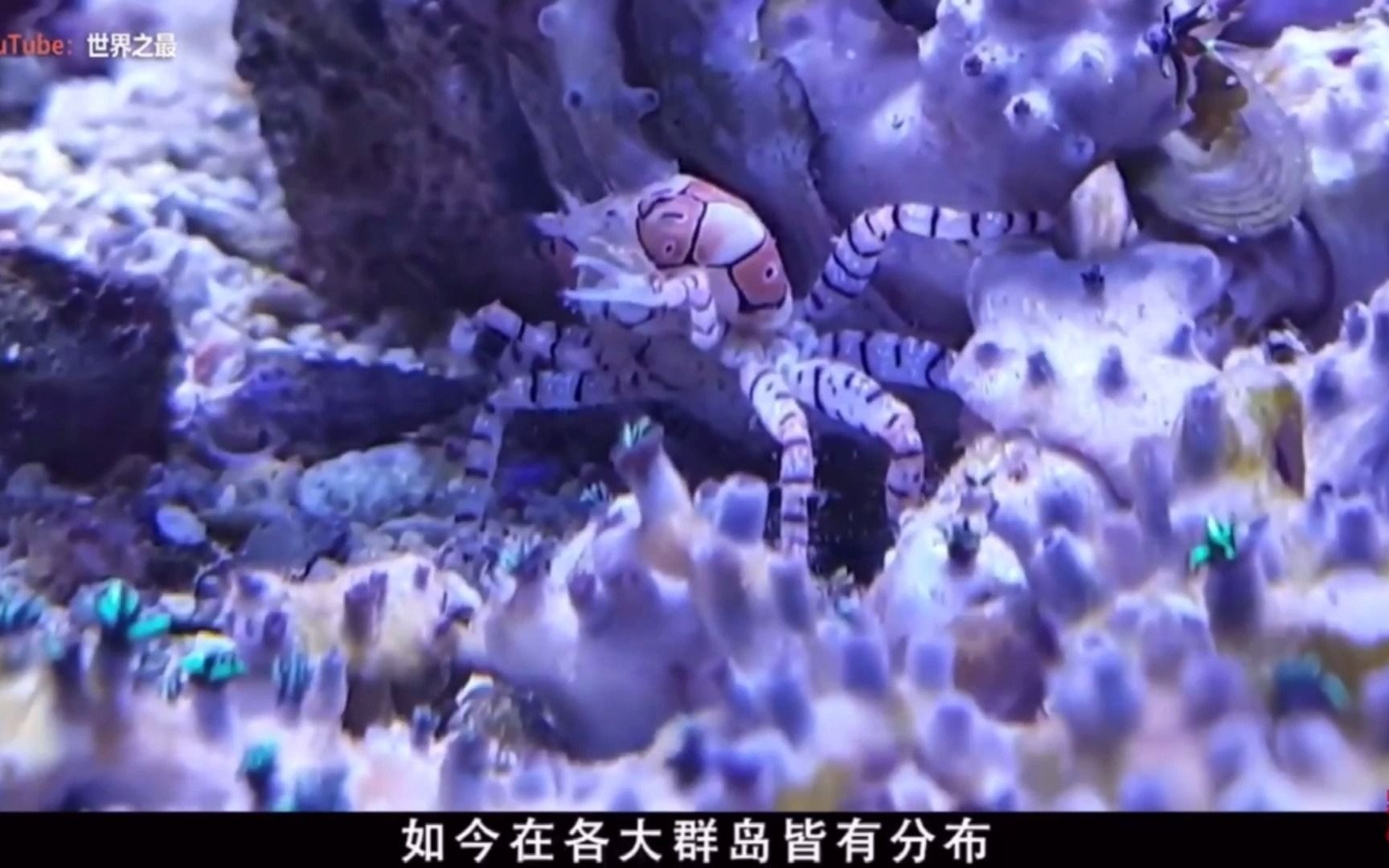最有趣的螃蟹--花纹细螯蟹