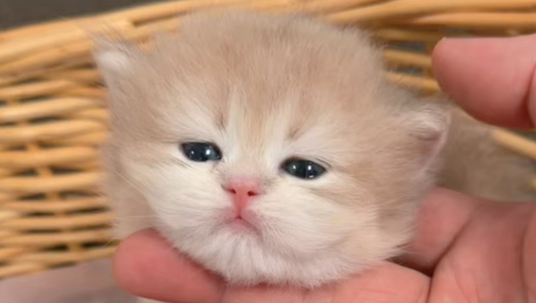 快看～小奶猫的妙脆角，居然长这么大啦！