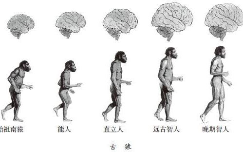 科学发现人脑容量正在减少,是否意味着人脑进化已达终点?