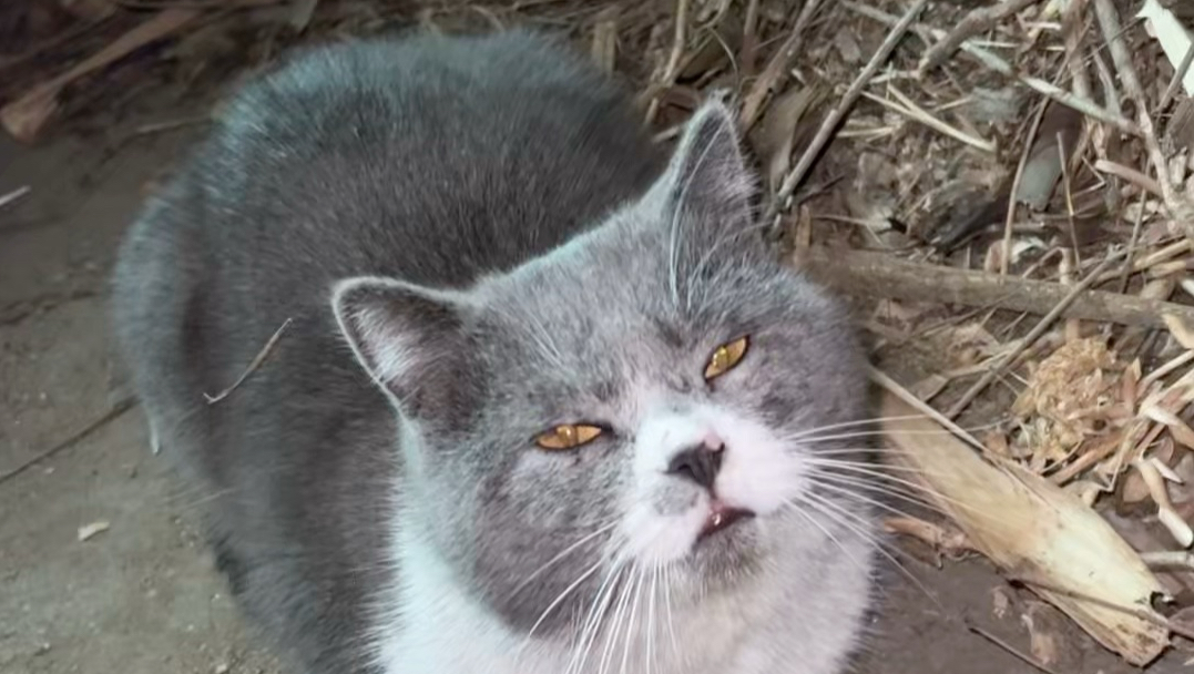 什么样的人养什么样的猫！