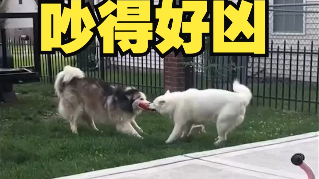 两只狗子抢玩具，吵得太激烈了……