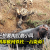 野老三想要掏肛鹿小凤，没想到却被河铁柱一击毙命！鹿小凤不慎落入野狗群的包围圈，只过了几分钟鹿小凤就消失不见
