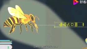 蜜蜂电影网怎么打不开 f57dc2f6fe16897020e664349ee4f12e6d1851aa.jpg@280w_158h_1c_100q.jpg