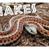 All About Snakes for Kids： Learn about Snakes for Children -