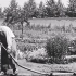【高清修复版】【第一部喜剧片】水浇园丁 Le Jardinier (1895)