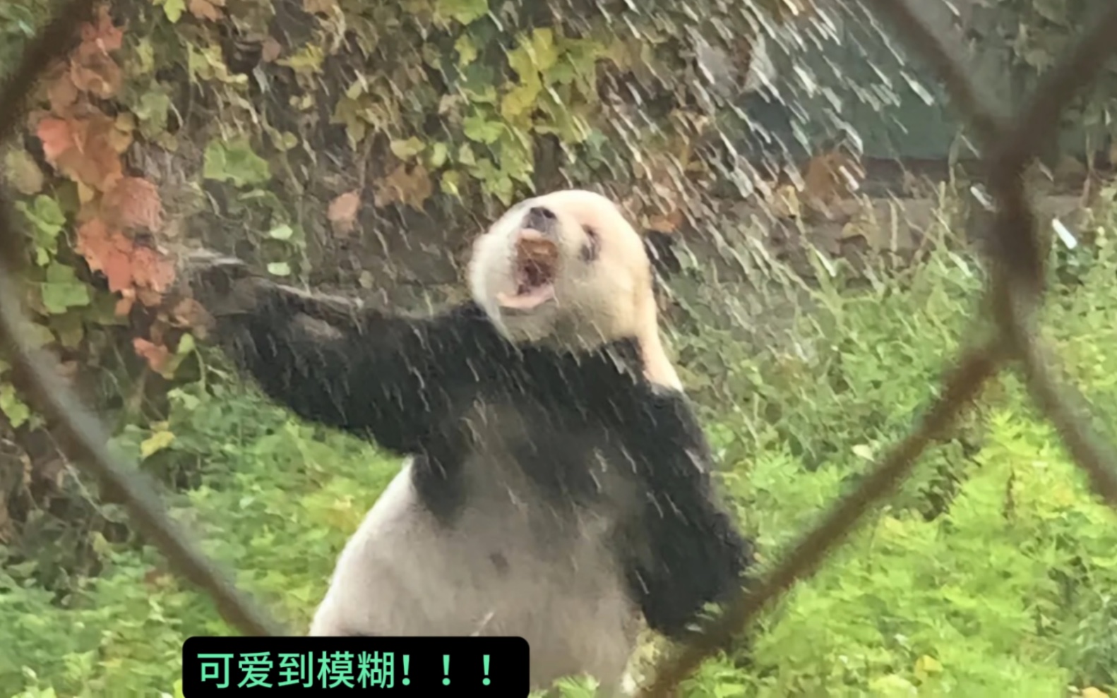 萌二：我妈虽然没有教我掰竹子，但也没有教会我淋雨，哼！#大熊猫萌二 #大熊猫萌萌
