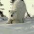 【动物成长纪录片|如果我是一只动物】09. 如果我是北极熊