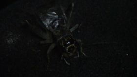f5a6535cbb0b1cea30cfdf0b1d8266c1518cbf39.jpg@280w_158h_1c_100q.jpg