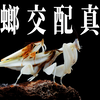 母螳螂交配后是不吃公螳螂的