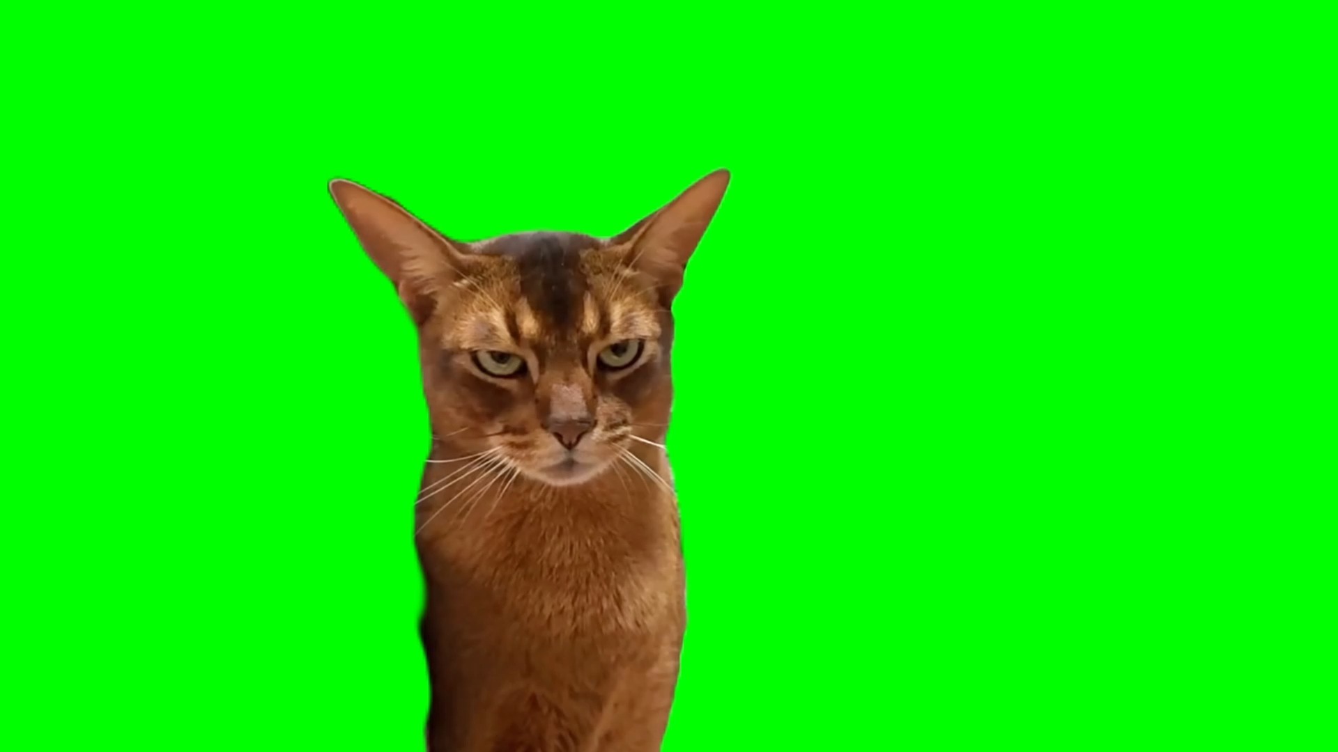 【高清无水印】严肃猫生气猫吃醋猫meme绿幕素材30秒