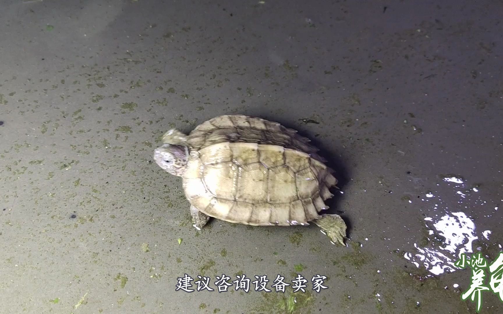奇龟异谈【廿六】东方三亚种 东方泥龟 - 哔哩哔哩