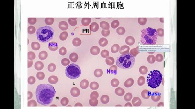 【检验】正常外周血细胞辨别