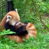 【小熊猫】我的大尾巴只有我自己能抱