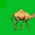 绿幕视频素材骆驼