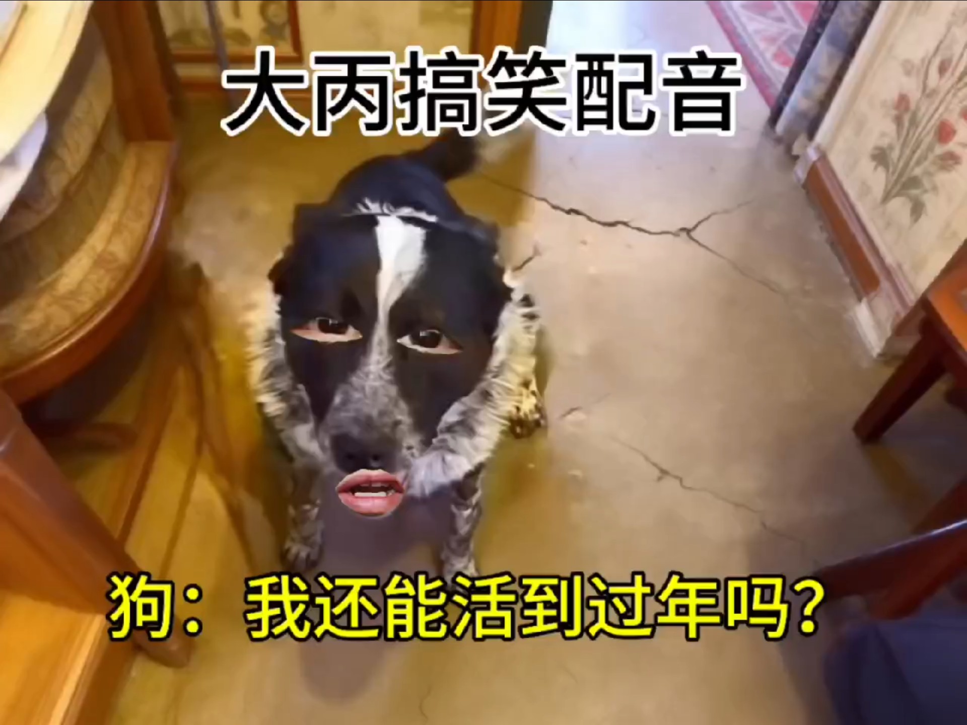阎王：我订小狗怎么老拒绝发货啊