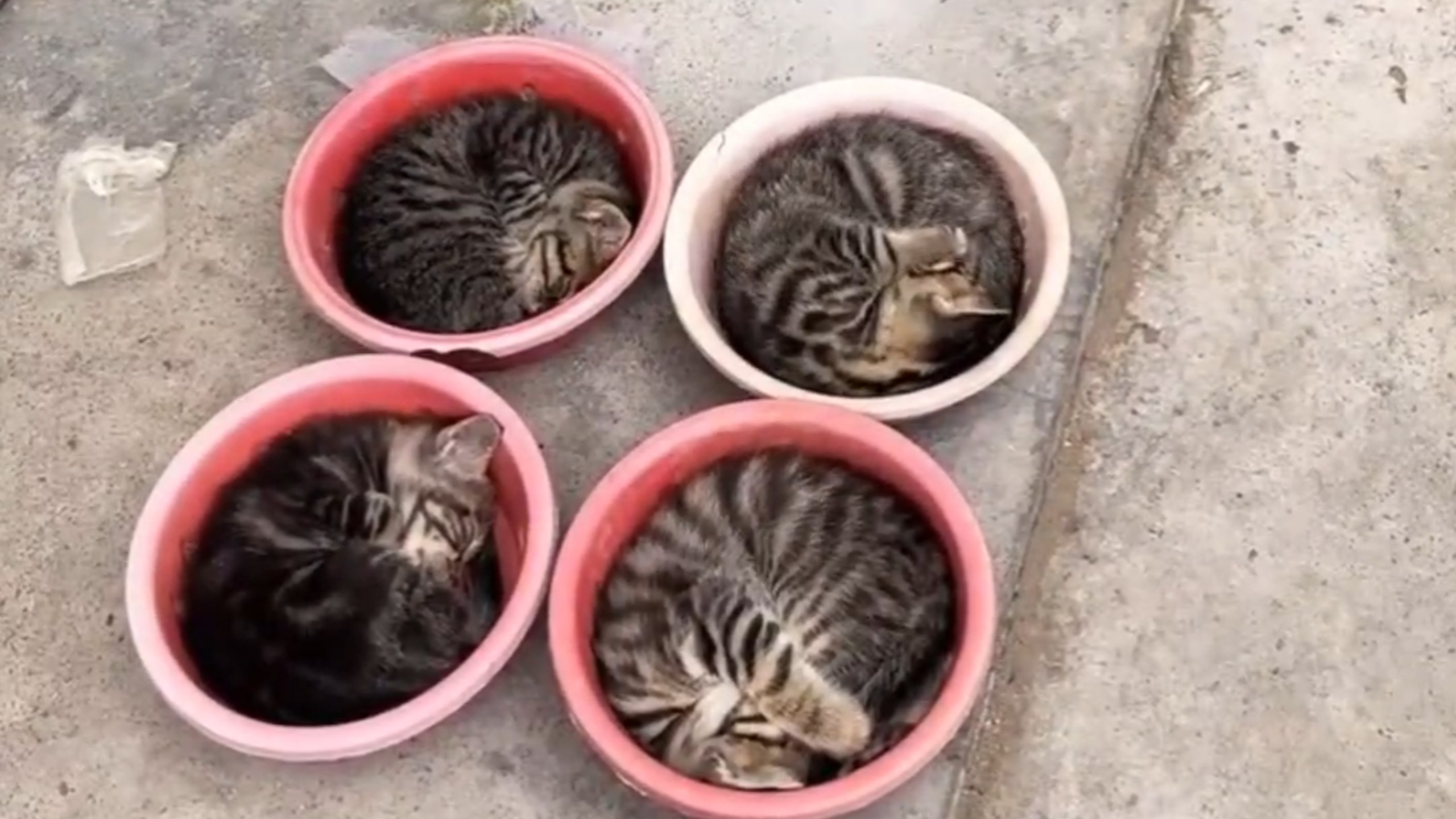 停猫位