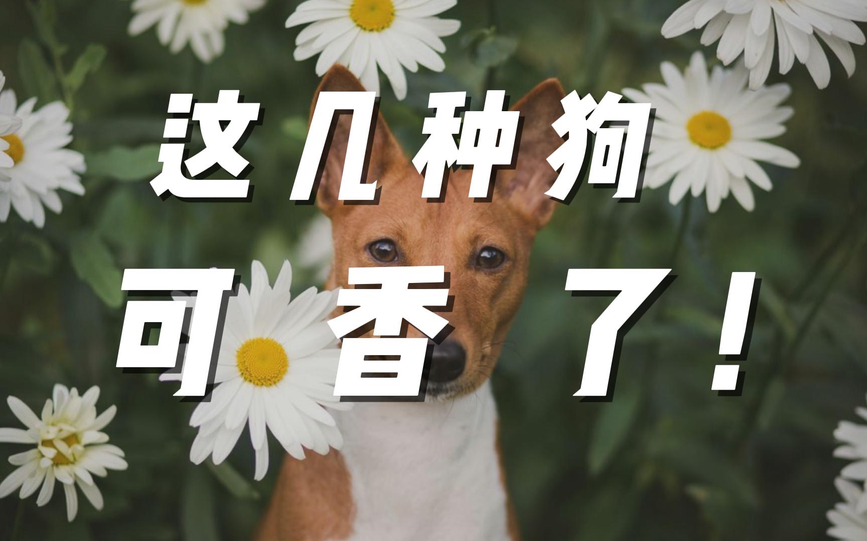 盘点几种不臭还不掉毛的狗狗 | 干净又卫生好狗狗系列