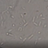 我们身边的微观世界：显微镜下观察大肠杆菌和金黄色葡萄球菌