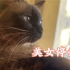 美  女  洗  澡（但是逻辑猫