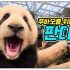 【中字&音译】<福宝之歌>小不点福宝的熊猫颂 福宝之歌Baby Panda Song 熊猫宝宝之歌