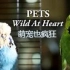 萌宠也疯狂.Pets.Wild.at.Heart.S01E01.720p.大家字幕组