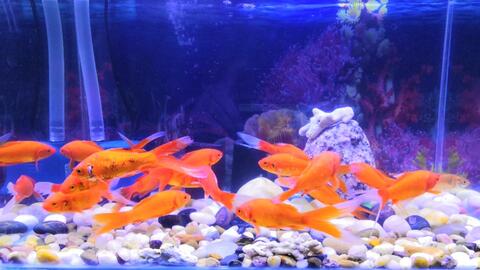 f642d48aa3a7fb91f747c5d75d8eb07a36de2a9d.jpg@480w_270h_1c