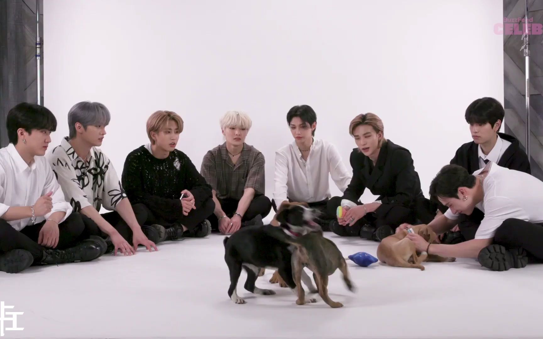 【随机中字】221019 BuzzFeed Puppies采访 全场 中字 Stray Kids-bilibili(B站)无水印视频解析 ...