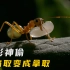树栖蚂蚁：能在空中筑巢，却不能看见身边的神偷