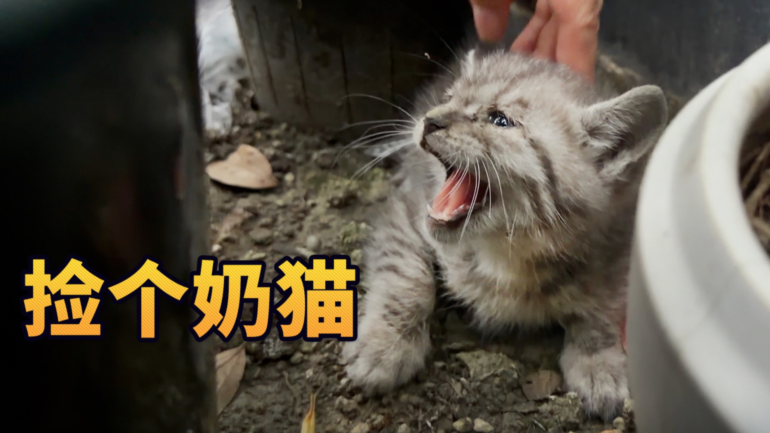 叫破喉咙我就来救你啦！