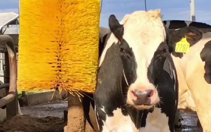 牛牛们不敢尝试新的蹭痒刷，于是农场主亲身示范