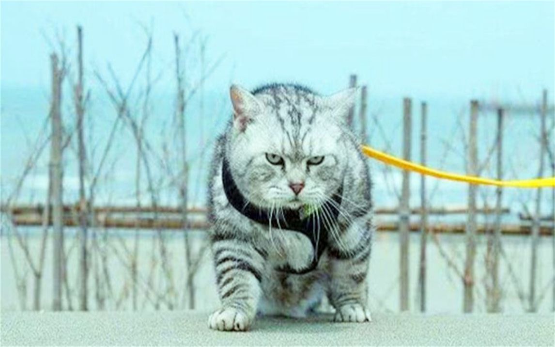和老虎一起长大的猫，走起路来六亲不认，网友：活出大佬模样！