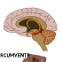 两分钟介绍神经科学系列 #28 血脑屏障  转载自YouTube 中英双语字幕