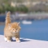 小橘猫第一次亲近大海