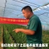 在安丘石家庄村种红芽姜，一年两收种植技术一起来学习吧