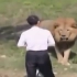 台湾动物园曾经发生一男子掉入狮子舍内，惊心动魄的场面！镇定真的最重要，不能背对猫科动物，另外貌似要举起手站得高，让猫科动