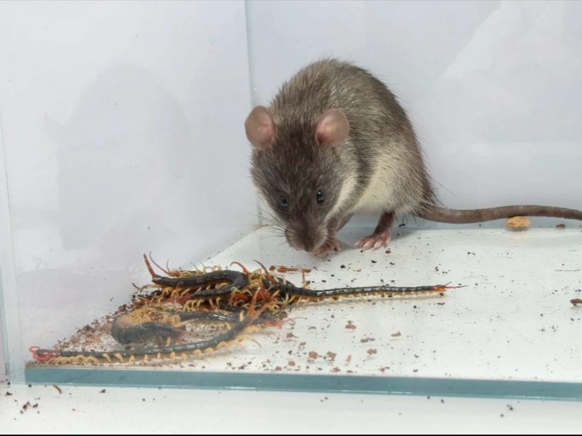 把老鼠扔进一群蜈蚣里！会发生什么事？
