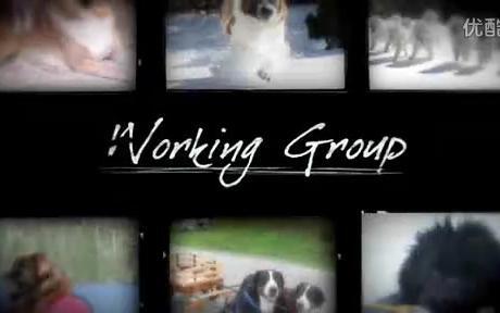 2011年第135届美国西敏寺犬展工作犬组
