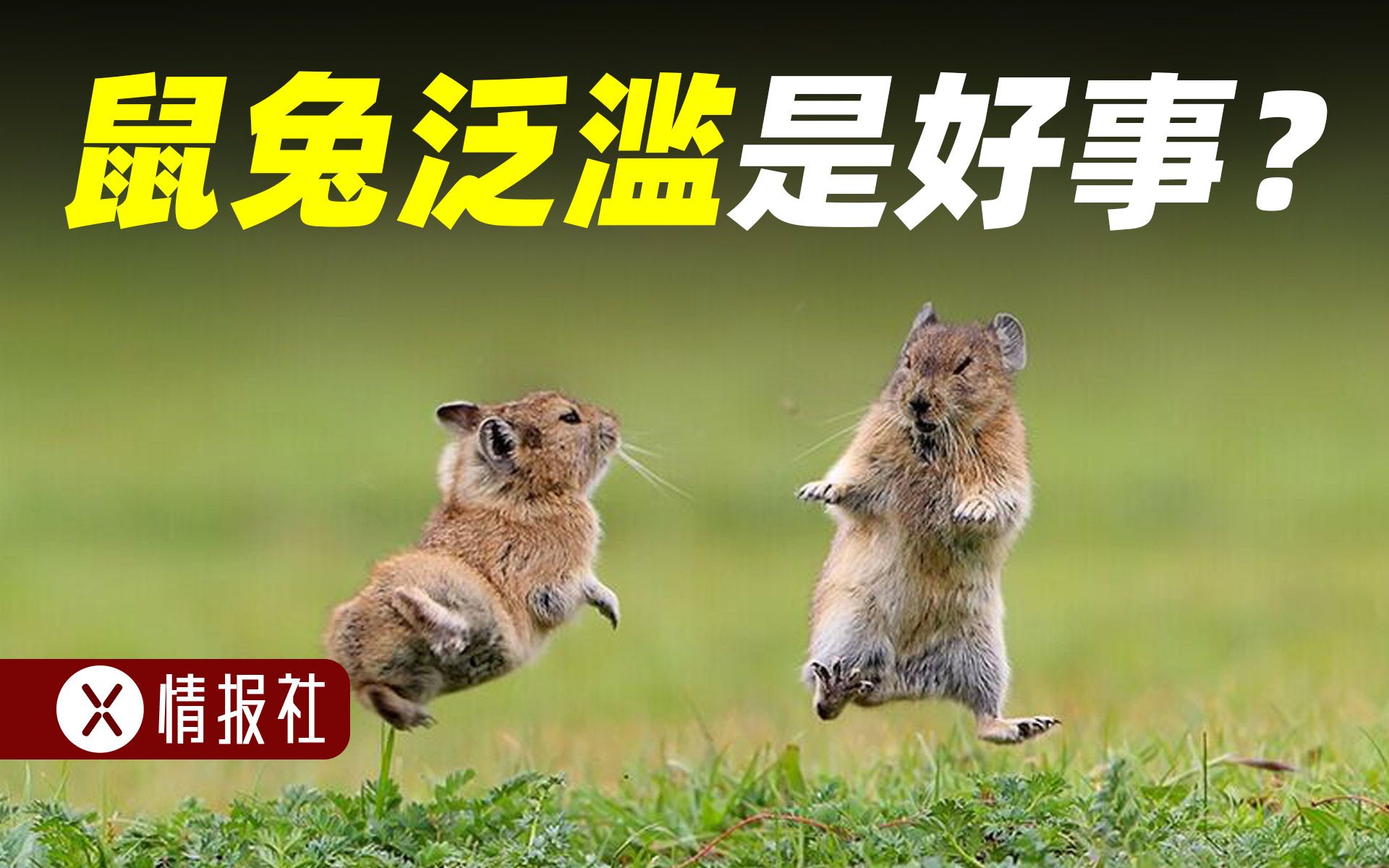 高原鼠兔在中国泛滥成灾，数量高达12亿，为何泛滥成好事？
