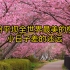 世界上最美的樱花在哪？日本？去贵州平坝看世界上最美的樱花