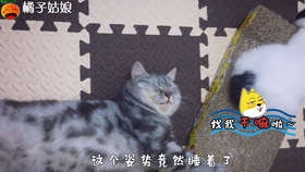 f72bf0e25f26a5f5cc564da2e3e520c927c98e7e.jpg@280w_158h_1c_100q.jpg